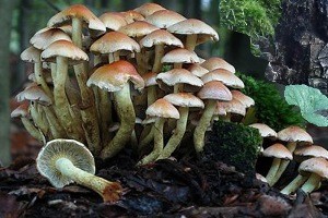 грибы ложные опята