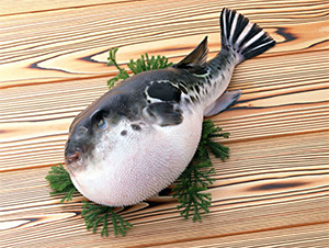 ядовитая рыба Фугу 