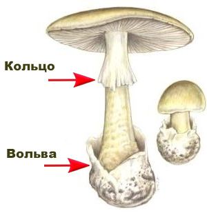 Бледная поганка рисунок