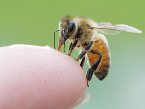 пчелиный укус
