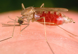 инфекции после укуса комара