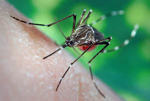 укус комара что делать