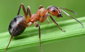 рыжий муравей ползёт по ветке