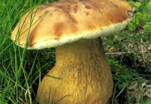ложный белый гриб отравление