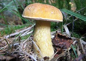 жёлчный гриб описание