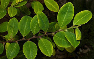 листья кокаинового дерева