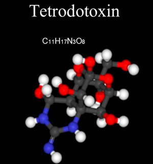 молекула и формула тетродотоксина