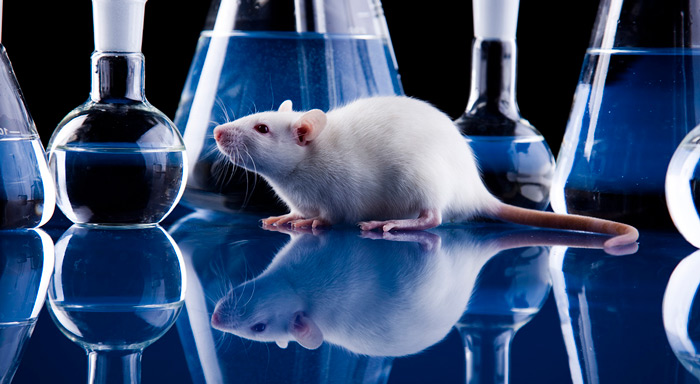 исследование глутамата натрия на подопытных мышах