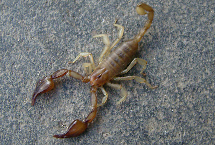 крымский скорпион