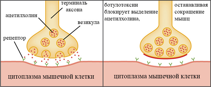 механизм действия ботулотоксина