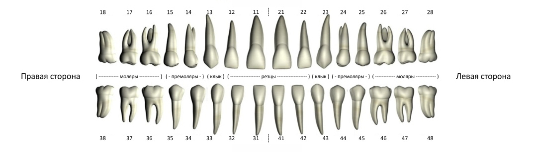 Зубная Формула в Практике Стоматолога: Расшифровка, Особенности и Забота о Здоровье Улыбки